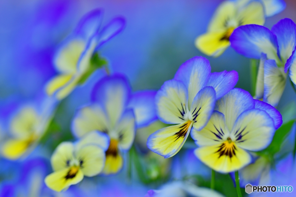 青い奇麗な花・君の名は・・パンジー ビオラ
