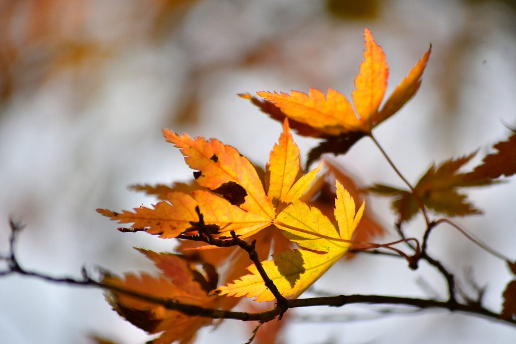 護摩山からの紅葉2