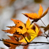 護摩山からの紅葉2