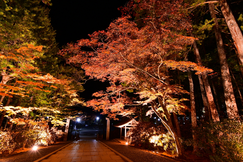 ライトアップ紅葉高野山03