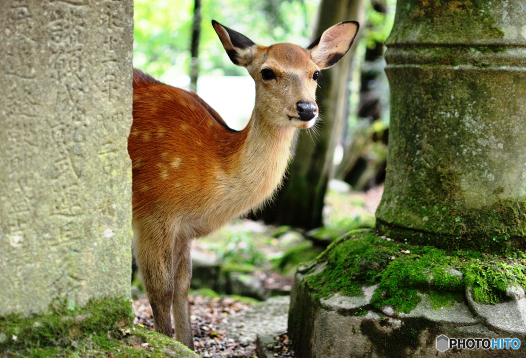 おいで　こわくないよ