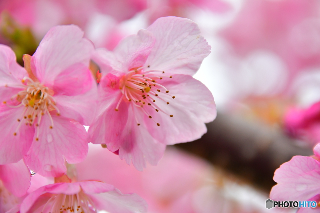 河津桜03