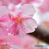 河津桜03