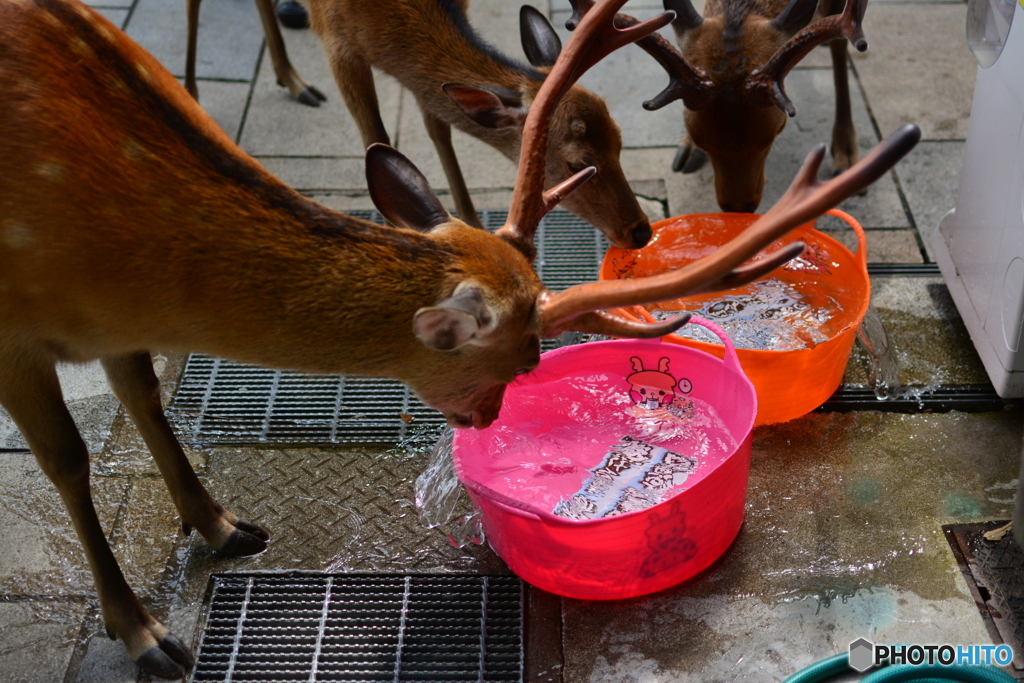 バケツもシカちゃんだった件