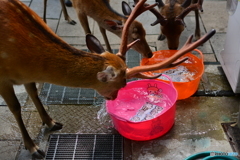 バケツもシカちゃんだった件