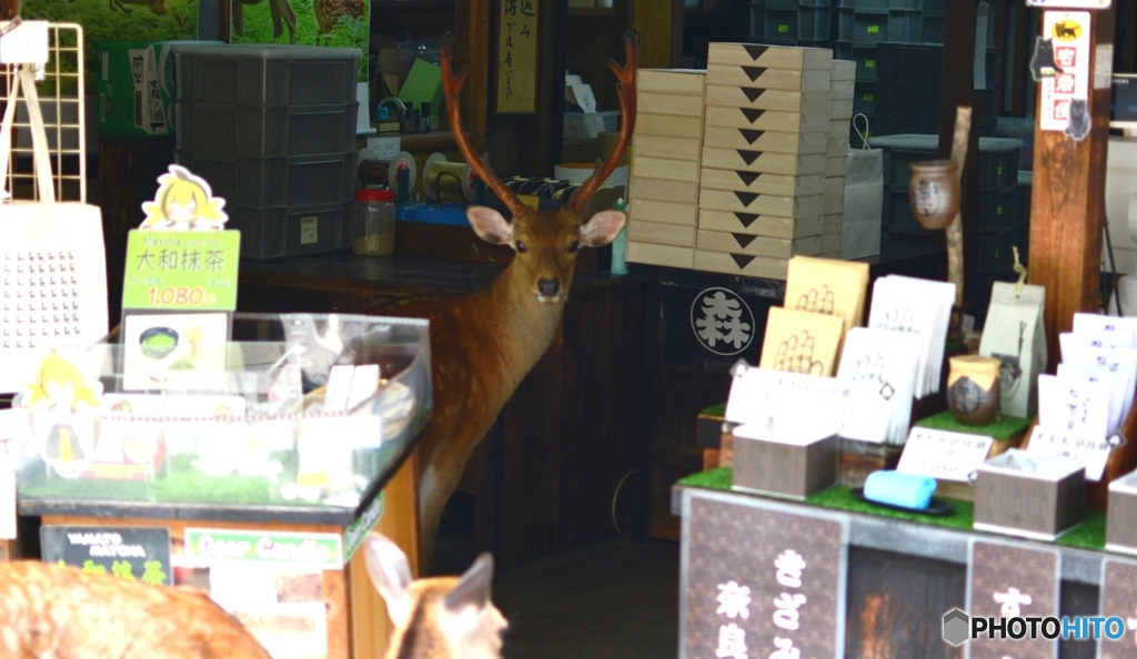 鹿店主