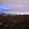 夕暮れコスモス03