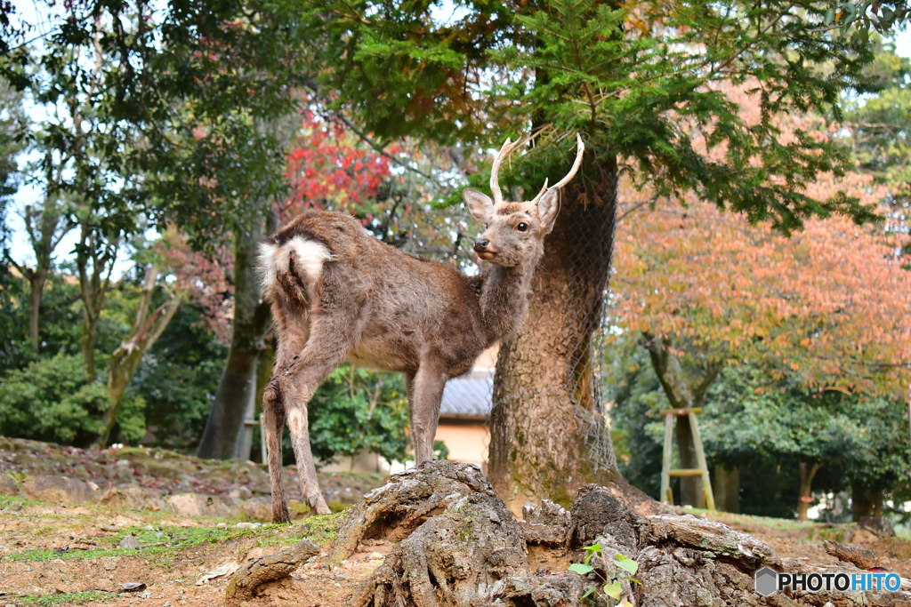 奈良公園の紅葉02