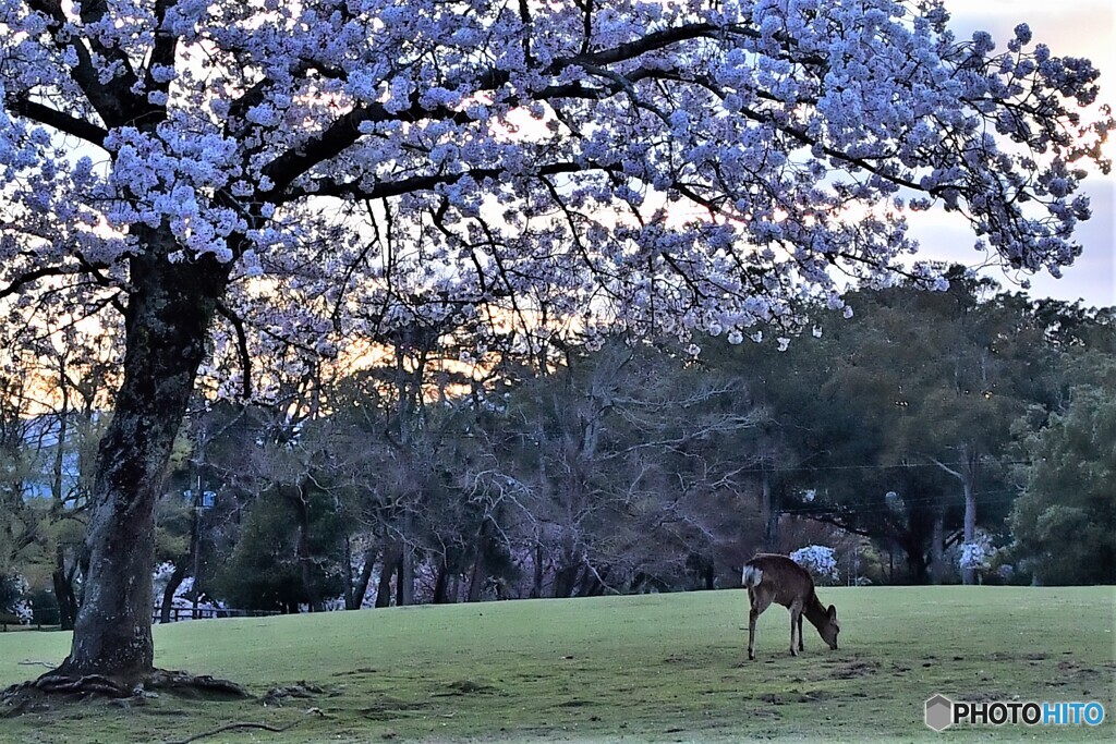 飛火野園地4