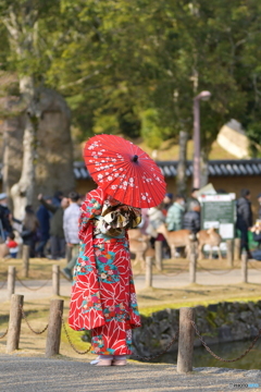 奈良公園の正月02