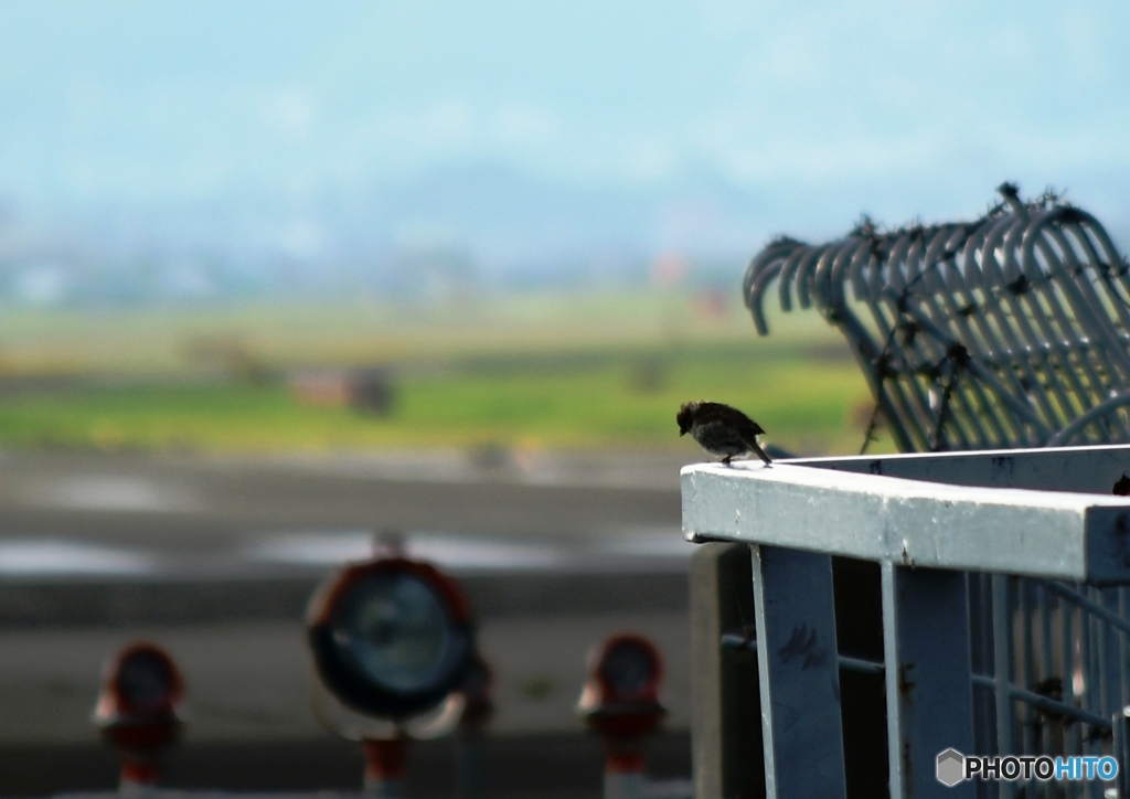 お前も旅立つのか？