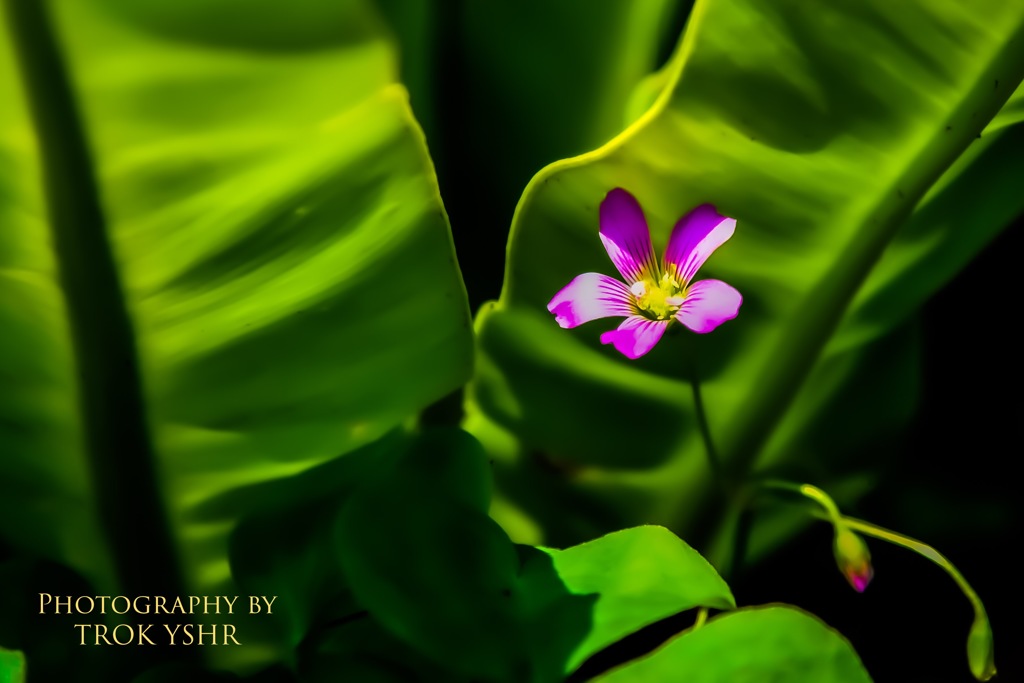 Pink flower