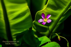 Pink flower