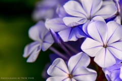 Purple flower