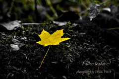 Fallen leaves