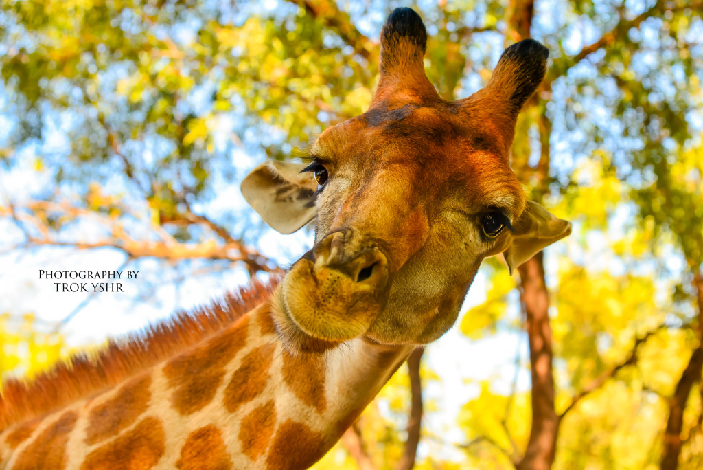 Giraffe