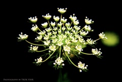 spark of FLOWER