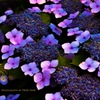 hydrangea