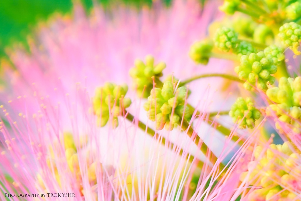 Pastel Color