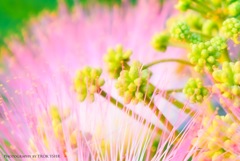 Pastel Color