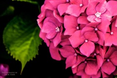 hydrangea