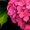 hydrangea