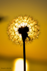 Dandelion sun