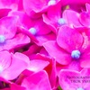 hydrangea