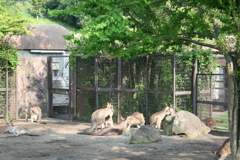 オオカンガルー（井ノ原啓貴）