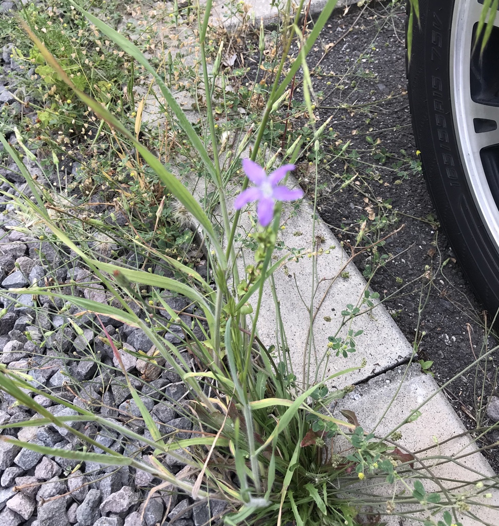 雑草でも綺麗な花を咲かす！