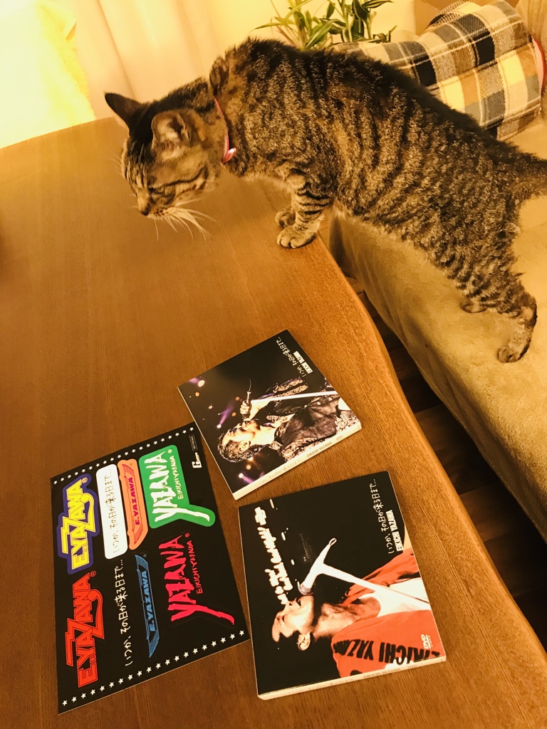 永ちゃんのCD と猫