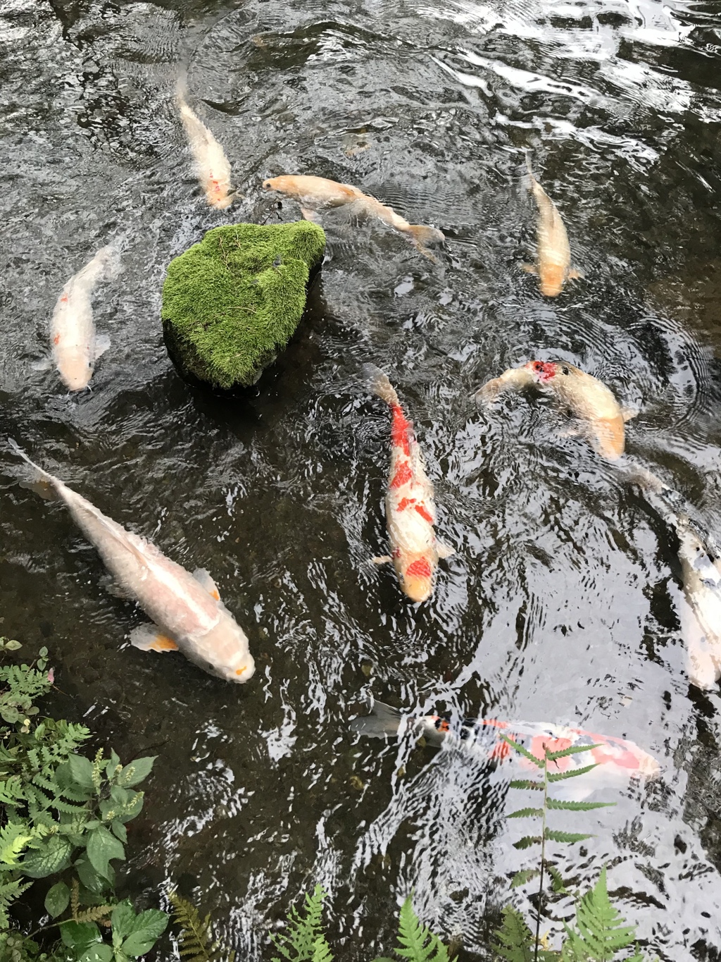 池の鯉