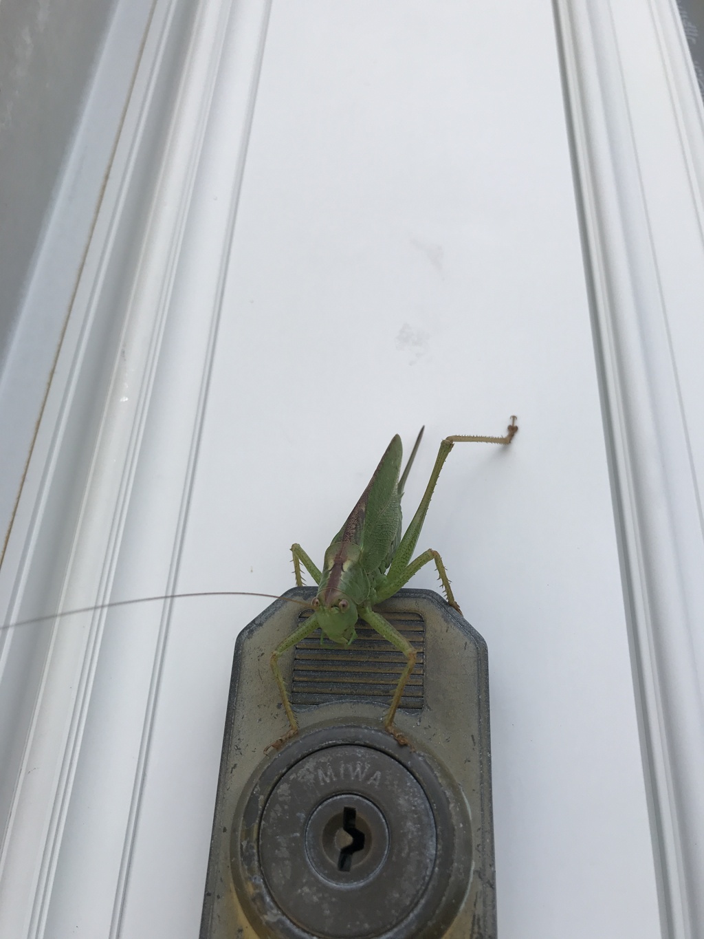 おーい！帰ったぞぉ〜 鍵開けてくれ〜!