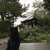 黒猫と風景
