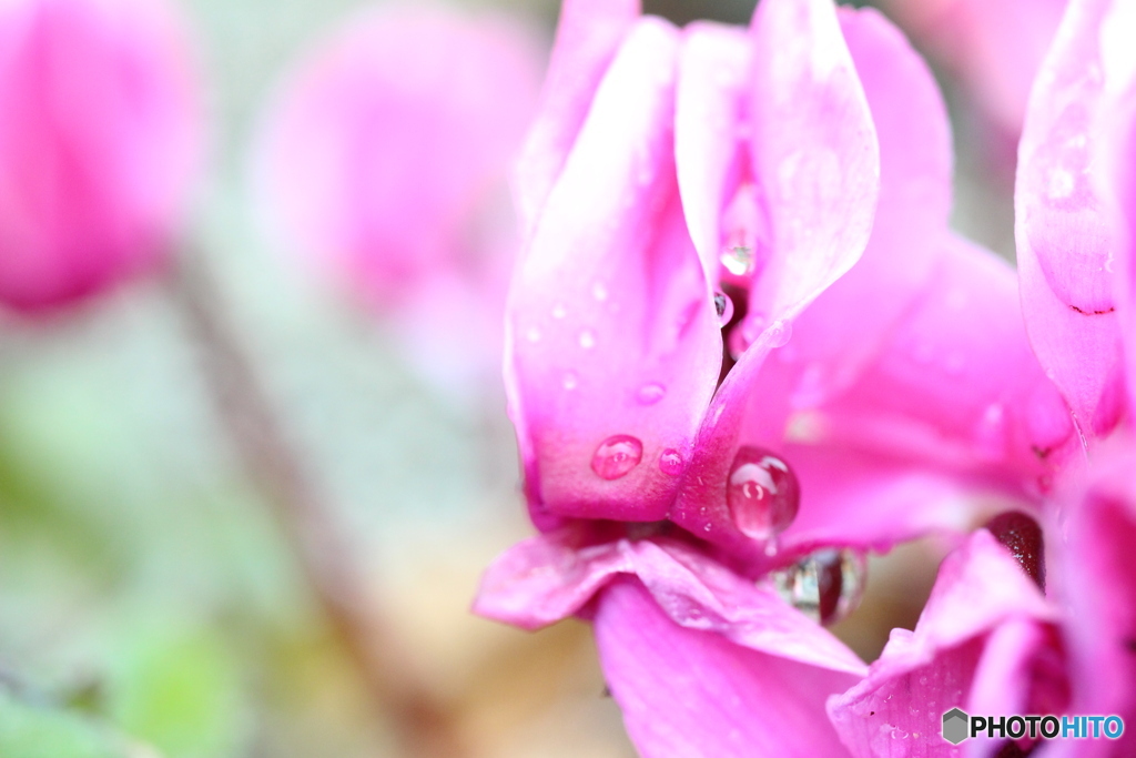 雨あと