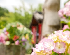 あじさい寺（神宮寺）