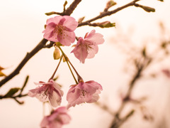 内海の桜