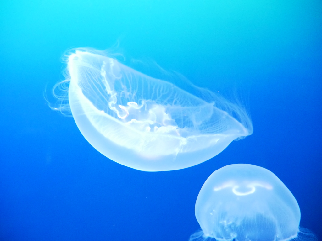 マリホ水族館