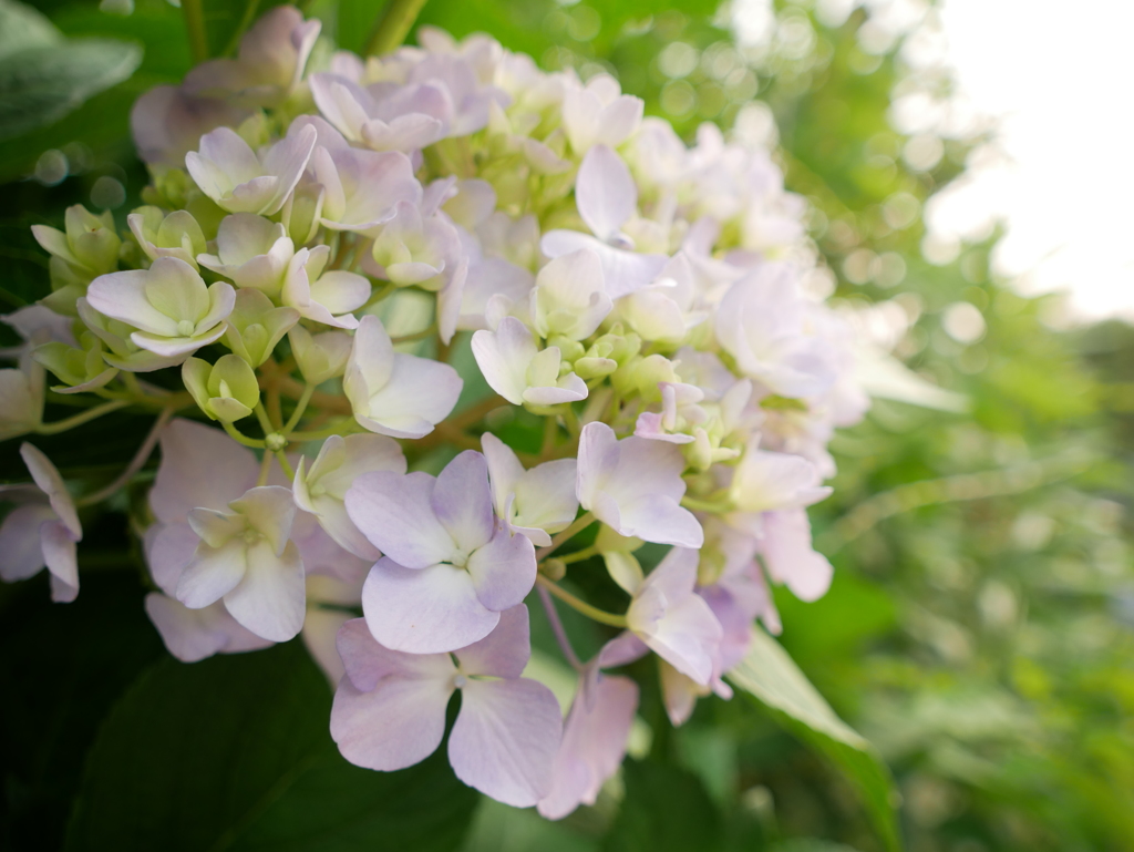 紫陽花