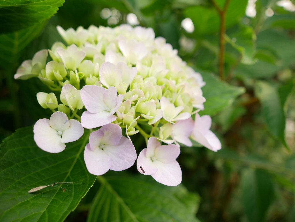 紫陽花