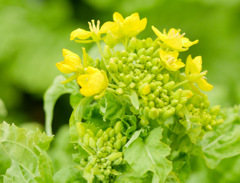 笠岡ベイファーム