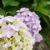 紫陽花