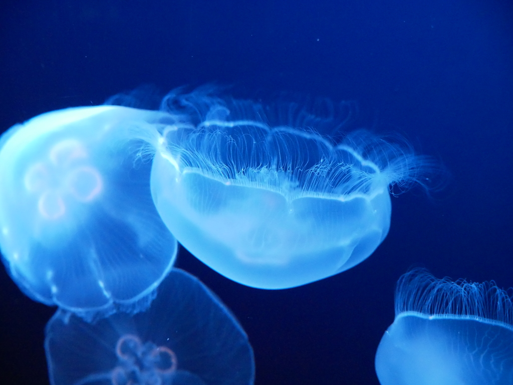 マリホ水族館