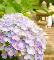 あじさい寺（神宮寺）