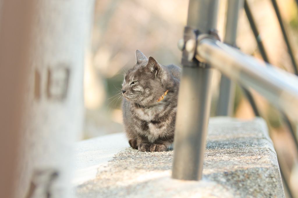 尾道のネコ