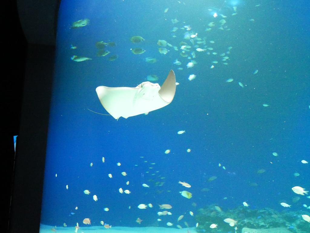 マリホ水族館