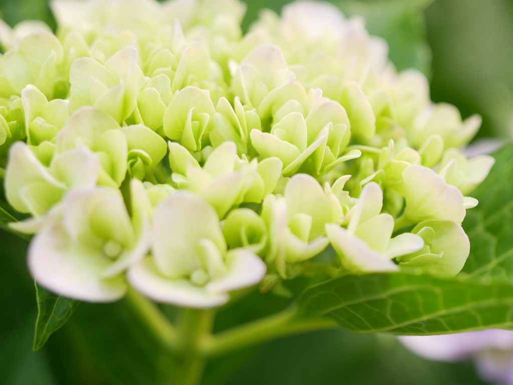 紫陽花