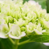 紫陽花