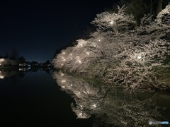 25.桜