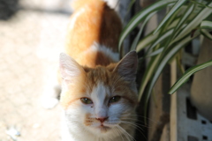近所の猫